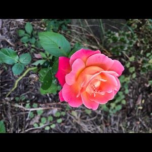 Meet your Posher, Monica